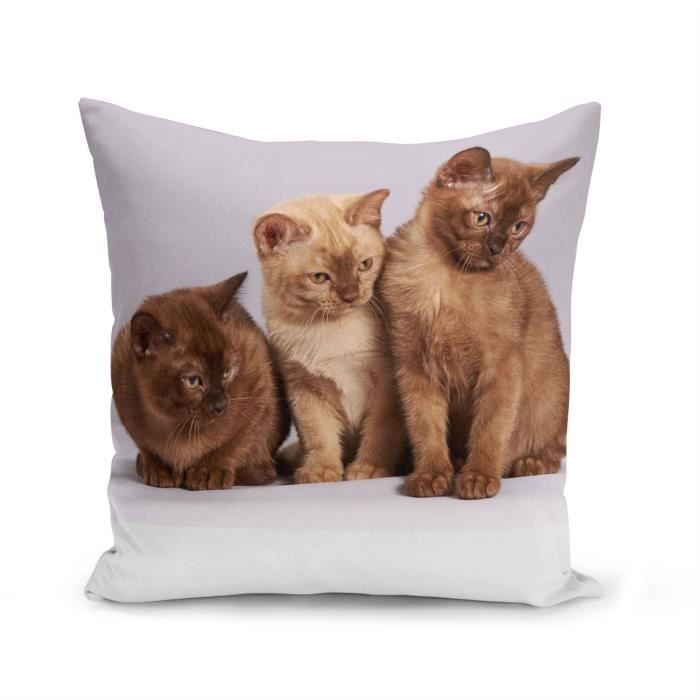 Housse De Coussin 40x40 Cm Bebe Chats Siamois Persan Poils Longs Chat Trio Mignon Cdiscount Maison