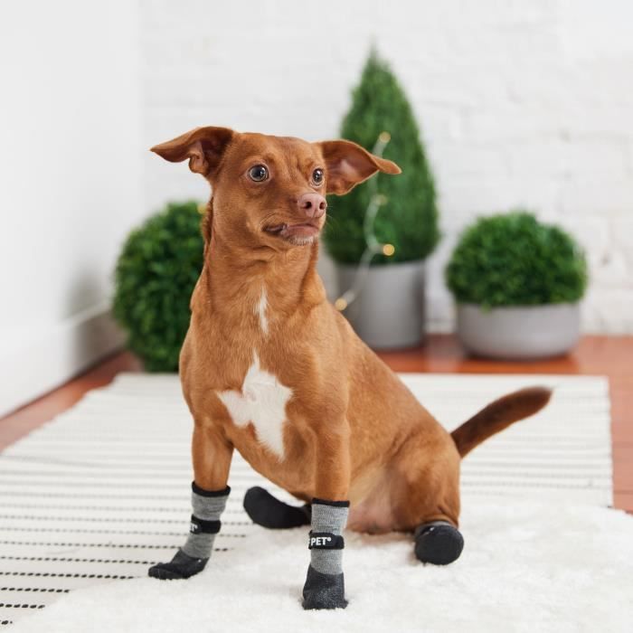 Chaussure dog top