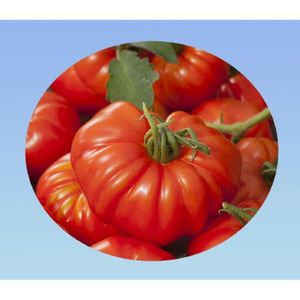GRAINE - SEMENCE 50 Graines De Tomate Super Marmande - Grosses Toma