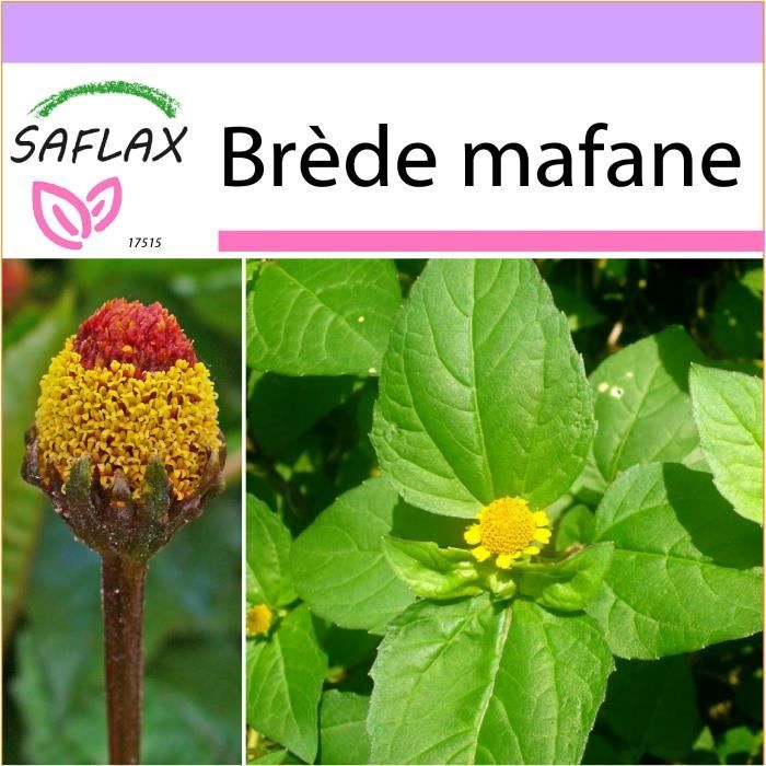 SAFLAX - Brède mafane - 500 graines - Acmella oleracea