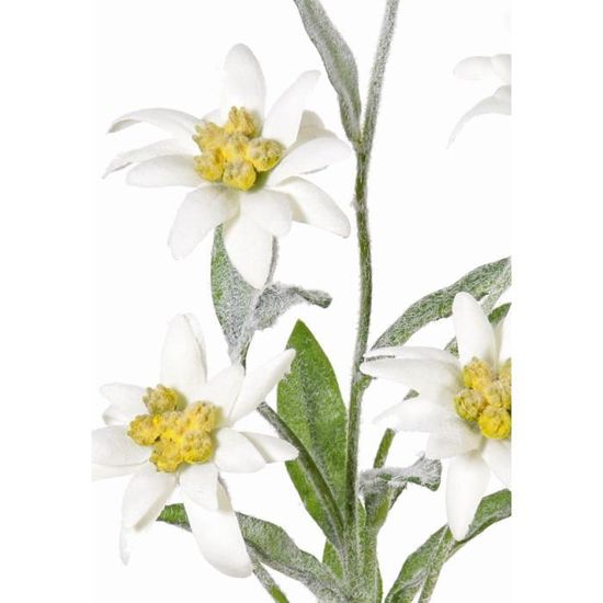 Edelweiss artificielle SOPHIA avec 5 fleurs, blanc, 40 cm - Fleur  artificielle - Fausse fleur - artplants - Cdiscount Maison