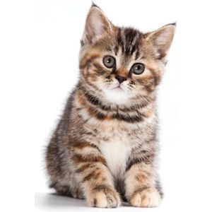 Bebe Chat Cdiscount Bebe Chat Cdiscount