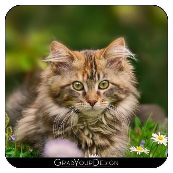 Dessous De Verre Carre Mignon Chaton Maine Coon Cat Mtc Cdiscount Maison