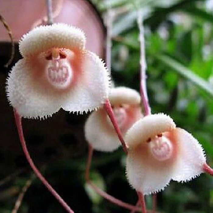 60pcs Beau Visage de Singe Graines D'orchidées Dragons Graines De Fleurs En Pot Plantes Pour