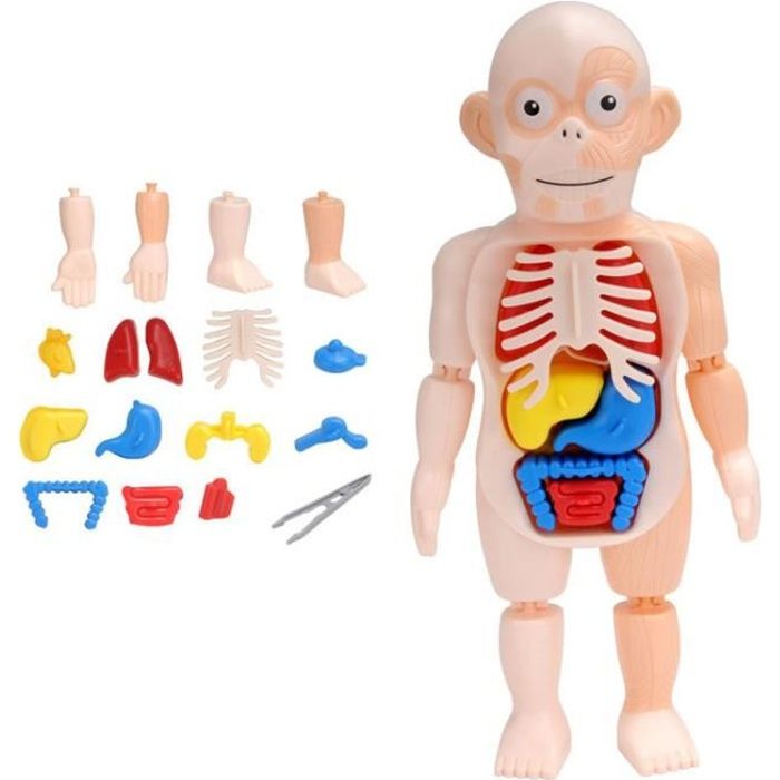 Modèle de corps humain Jouet pour enfants DIY miniature puzzle du corps  humain Modèle de sablage de petit enfant Jeu d'anatomie - Cdiscount Jeux -  Jouets