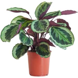 PLANTE POUSSÉE Alocasia Zebrina - 60-70 cm Plante d'Intérieur - P