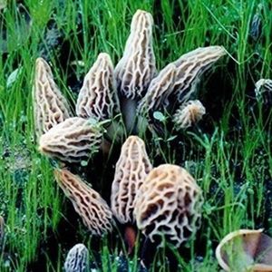 GRAINE - SEMENCE 2000 pièces-sac de graines de champignon Morchella, légumes naturels géorgiques délicieux et nutritifs sans OGM pour le jardin