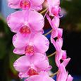 200pcs - sac de graines phalaenopsis, plante aromatique, semée d'orchidées vivaces pour le bureau-3