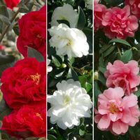 Collection de Camélias Tricolores Mélange de 3 plantes Rouge Blanc & Rose en pots 9 cm