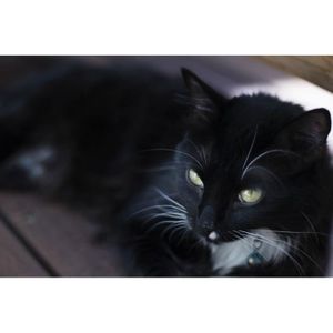 M850 Collection Tournee du Chat Noir PLAQUE METAL 20X15cm AFFICHE CHAT NOIR VENTE DROUOT