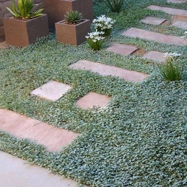10pcs Graines rares de plant jardin Dichondra repens Forst Ep30414