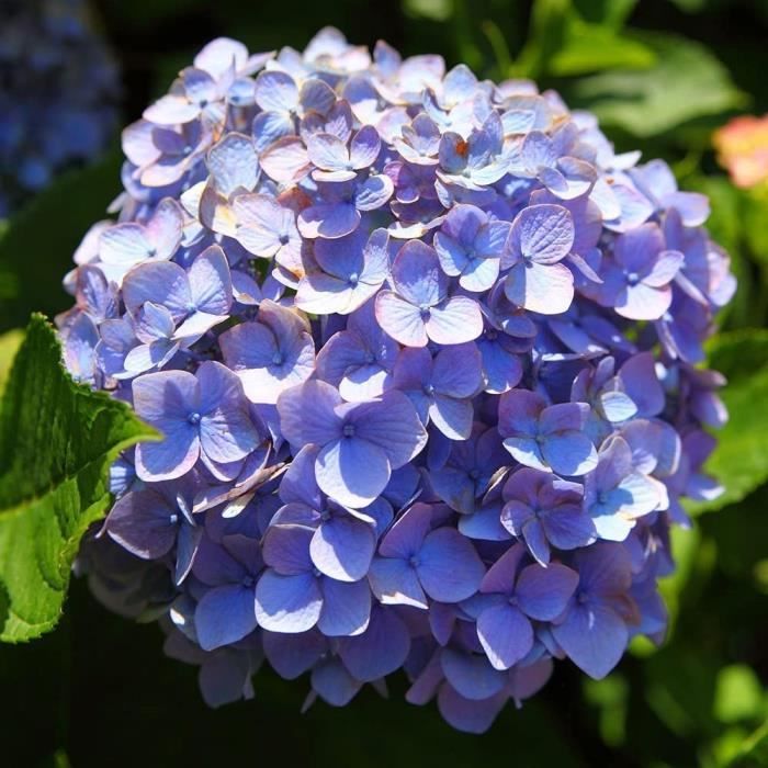 Graines D'Hortensia - 100 Graines Pour Jardin Balcon - Mélange De Couleurs, Facile à Cultiver