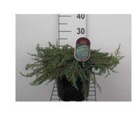 Juniperus comm. 'Green Carpet' - GENÉVRIER COMMUN 'GREEN CARPET' 25-30 cm en pot