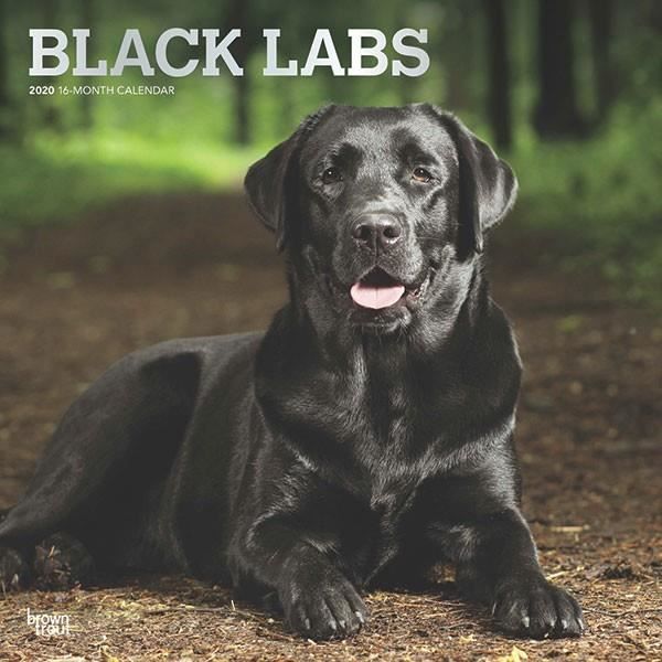 Calendrier 2020 Labrador Noir Cdiscount Beaux Arts Et Loisirs Creatifs