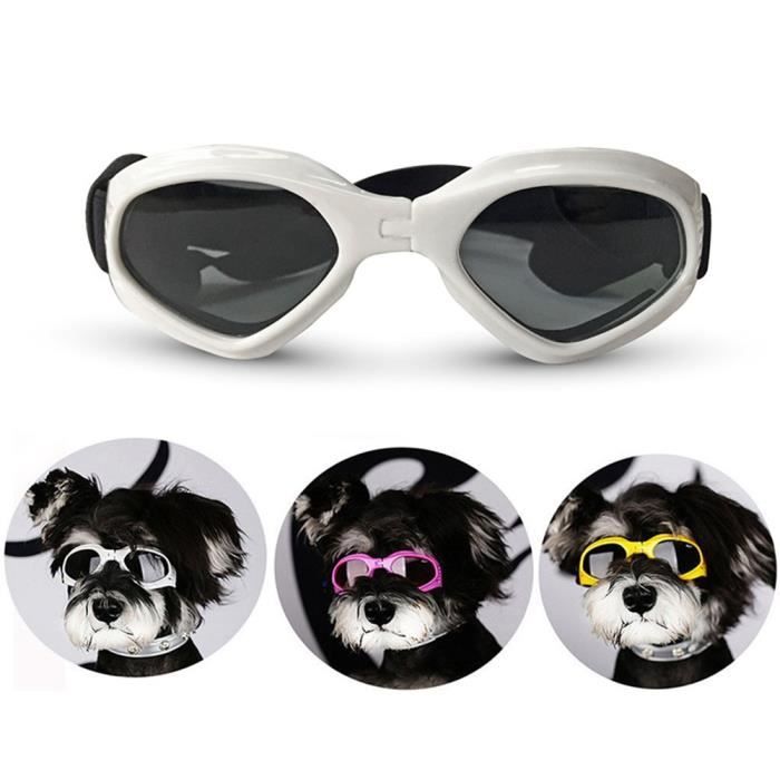 Lunette pour chat shop