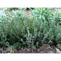 Sachet de  Thym d'hiver - 0,5 g - légume feuille - LES GRAINES BOCQUET