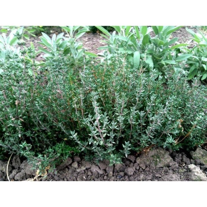 Graines thym d'hiver BIO Les Doigts Verts Graines thym d'hiver BIO Les Doigts Verts