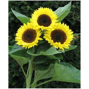 lot de 15 Graines de tournesol semence fleur 2m50 envoi de france sous 48h graines certifi/é