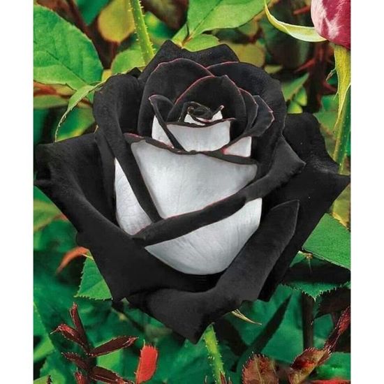 Rose blanche 10 graines 
