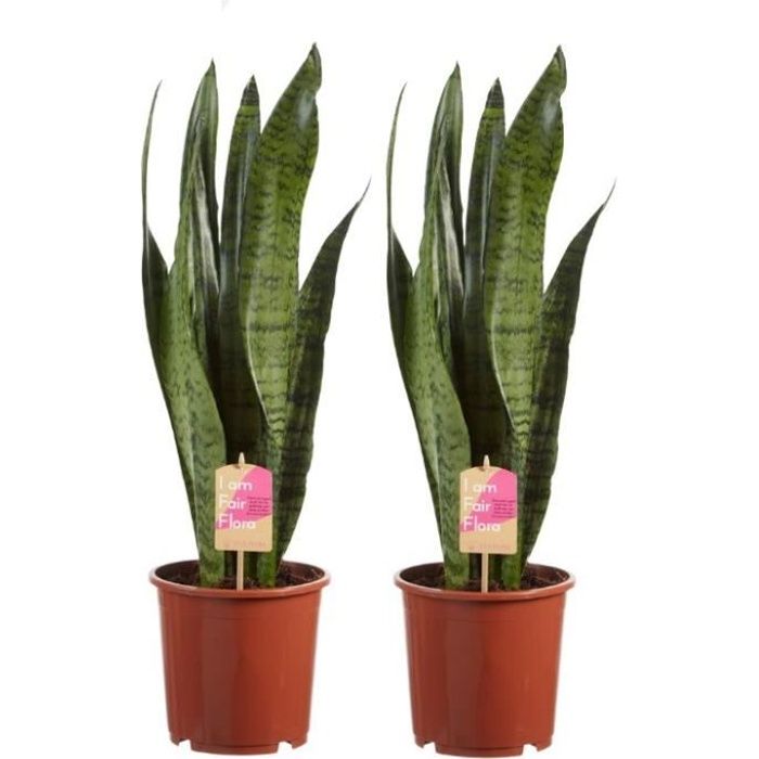 Sansevieria Zeylanica (x2) - Langue de belle-mère - Plante verte de bureau - Plante d'intérieur - Hauteur 65cm - Pot 14cm -