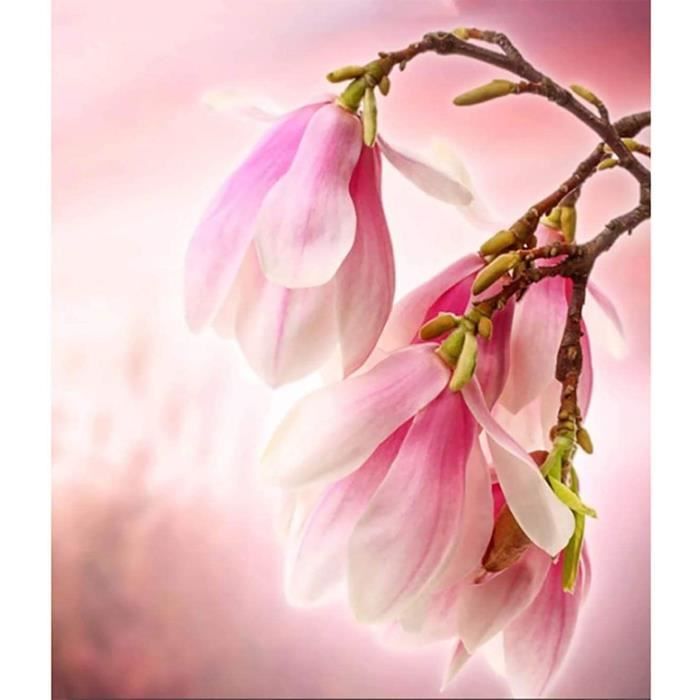 Peinture Au Numero DIY Femme Paint By Number Kit Peinture Par Numéros Kits, Acrylique Débutants