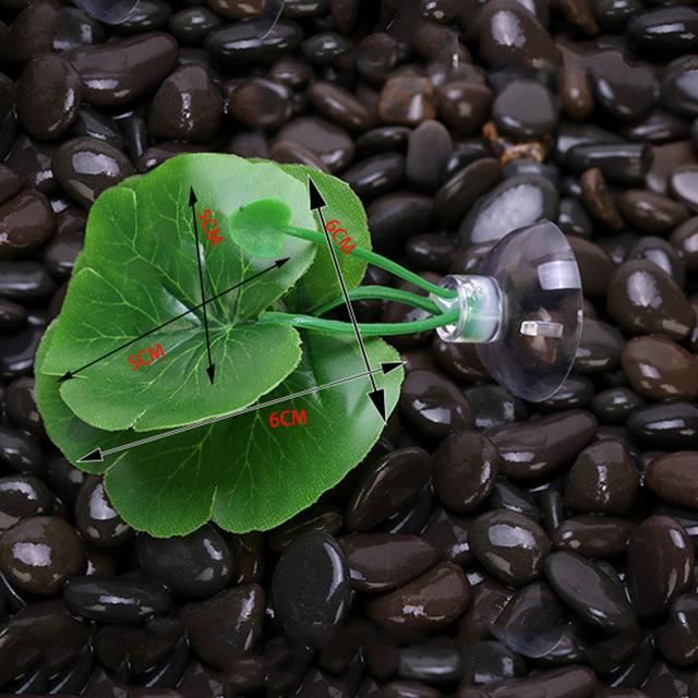 PLANTE D