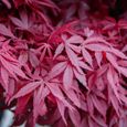 Acer palmatum "Bloodgood"  Érable du Japon palmé Plante de jardin à feuilles caduques Arbuste en pot-1