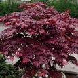Acer palmatum "Bloodgood"  Érable du Japon palmé Plante de jardin à feuilles caduques Arbuste en pot-2