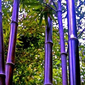 GRAINE - SEMENCE 50 graines de bambou rares graines de Bambu de bambou Moso noir géant paquet professionnel graines d'arbres Bambusa Lako [37]