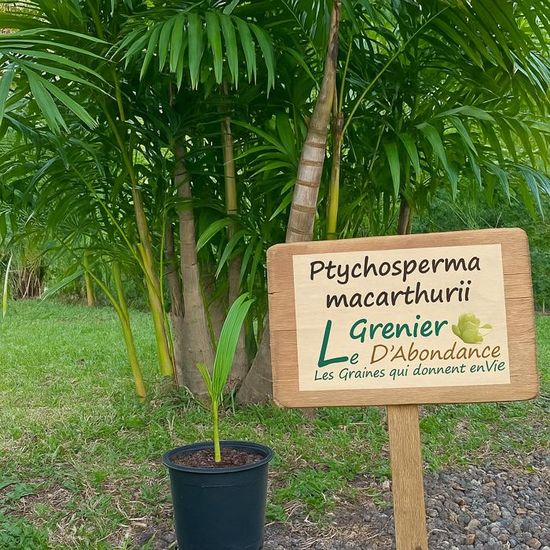 Graines De Palmier Des Everglades – Acoelorrhaphe Wrightii – 10 Graines – Palmier Cespiteux Ornemental – Pour Jardin Ou Pot – Instructions Incluses