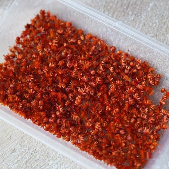Fleurs Séchées Gypsophile - Lot De 50 Pièces Blanches Pour DIY, Résine, Bijoux Et Décoration