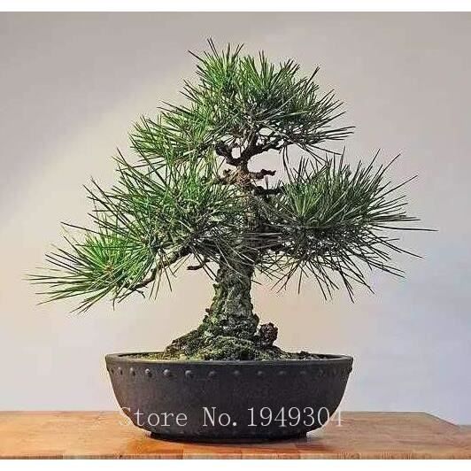 Version 4 - 0 Pièces Japonais Pin Noir Naturel Intérieur Bonsaï Arbre En Bois Plantes Vivaces Pour La Maison Jardin Décor Meilleur