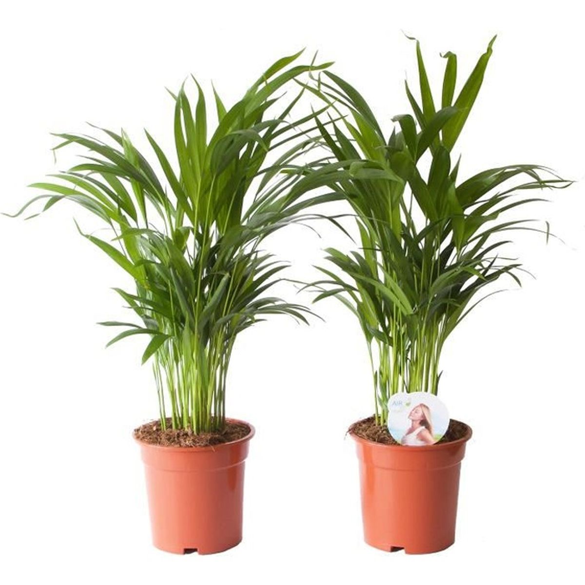 Pot 12 cm Plante dint/érieur en pot Mix de petit palmier| Areca /& chamaedorea 2 Plantes vertes| plante de bureau| Hauteur 40 cm Entretien facile pot en C/éramique blanc