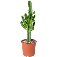 Cactus - Euphorbia Eritrea - Plante d'extérieur et d'intérieur - Pot de pépinière D17 cm - H50-60 cm