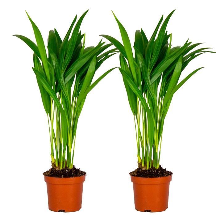 Exotenherz Zimmerpflanzen-Set – Dieffenbachia, Dypsis Lutescens, Zamioculcas, 3 Pflanzen In 12 Cm Töpfen
