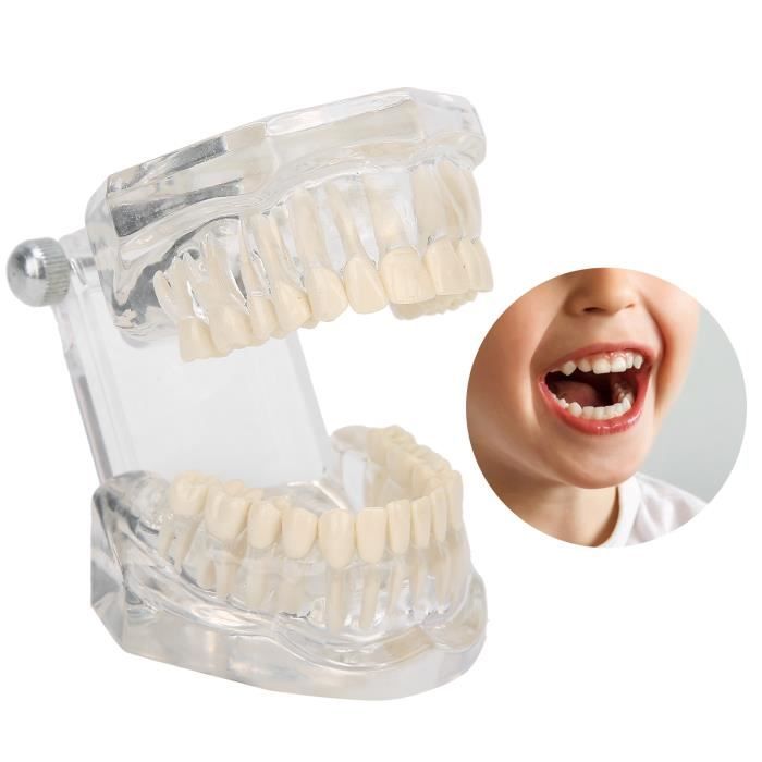 Q117221 Modèle de dents transparentes Modèle de dents dentaires de simulation de modèle de dents