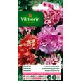VILMORIN Godetia double a fleur d’azalée varié-0