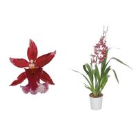 Orchidée – Orchidée Cambria rouge – Hauteur: 59 cm, 3 pousses, fleurs rouge-blanc X972