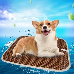 Rafraichissant Chien