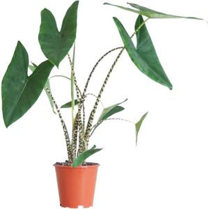 PLANTE POUSSÉE Set de 2 Euphorbia Eritrea - Cowboy Cactus - Plante d'intérieur - Pot 17cm - Hauteur 50-60cm [29]