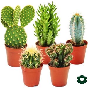 PLANTE POUSSÉE Exotenherz - 5 cactus différents dans le set - pot de 5,5cm