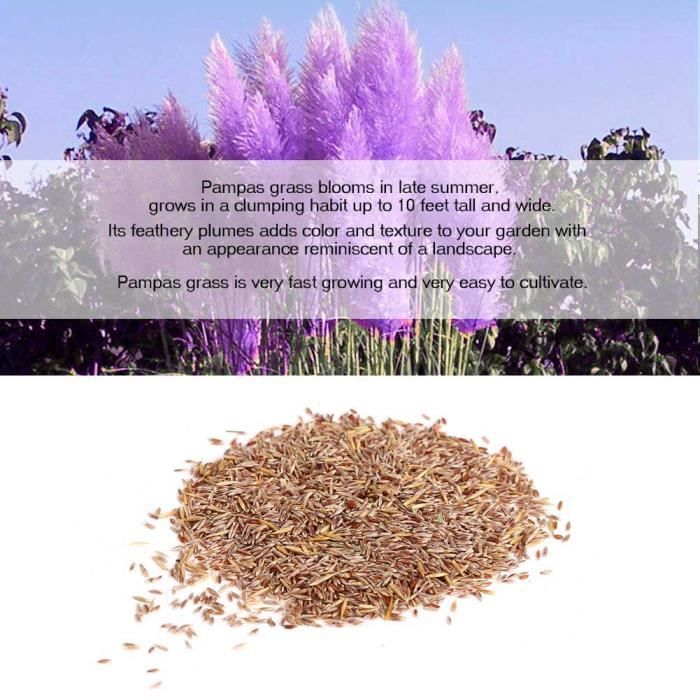 Graine semence 1000 Pcs Herbe de Pampa Graines de Roseau Maison Jardin  Plantes Fleurs Violet-CER - Cdiscount Jardin