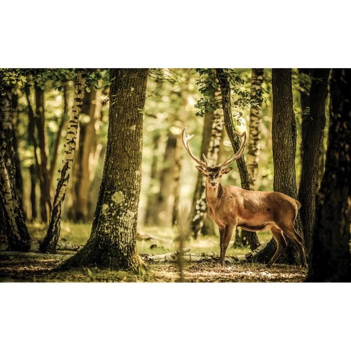 Cerf en haut de la montagne marron bois Edge facile murs Papier Peint Bordure HTM48463B