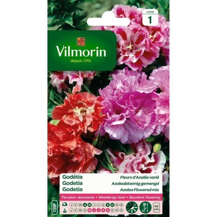 VILMORIN Godetia double a fleur d’azalée varié