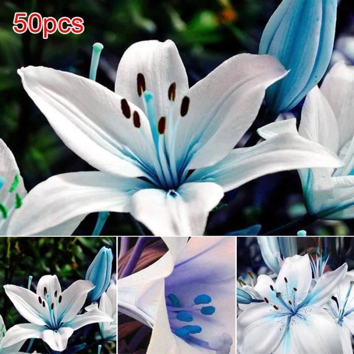 50pcs / sac bleu graines de lys rares rares planter Lilium parfum fleur jardin Home Bonsai Décor