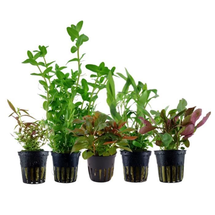 Meilleurs prix pour AquaOne Plantes d'aquarium - Set de pots de plantes No.127