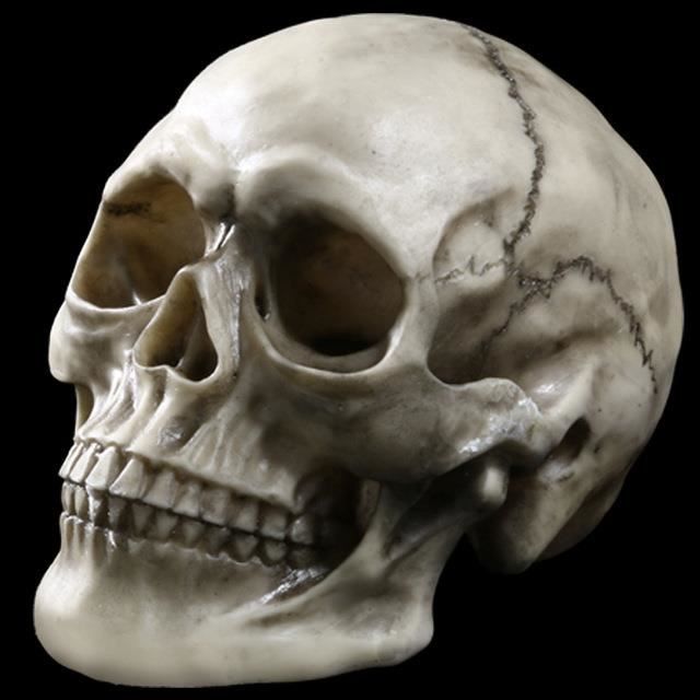 Crâne humain en résine XL Repto deco - Habistat