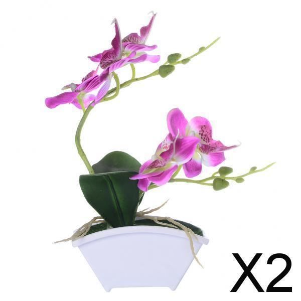 Orchidée Phalaenopsis Rose - Fleurs de Saison