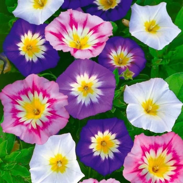 Graines Belle De Jour Variées - Sachet 2g - Fleurs Annuelles Pour Bordures Et Jardinières