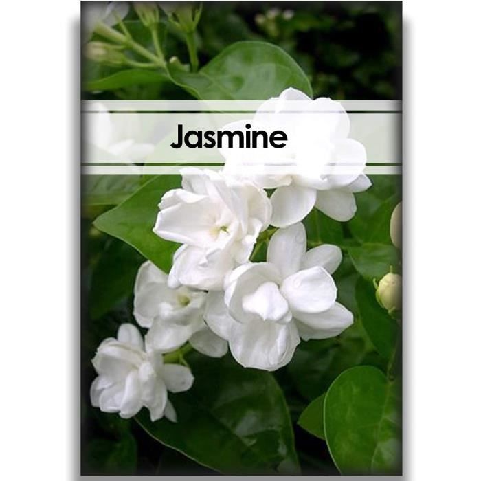 100Pièces graines de jasmin grimpant des fleurs blanches aromatiques  fraîches élégantes et naturelles pour la plantation intér[562] - Cdiscount  Jardin